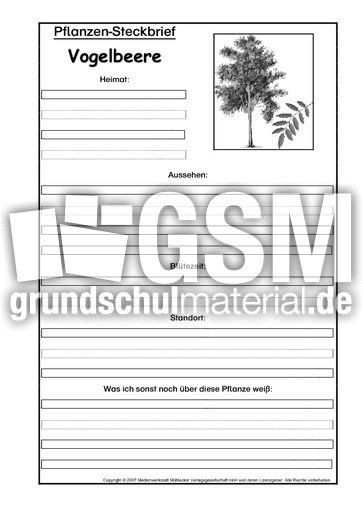 Pflanzensteckbrief-Vogelbeere-SW.pdf
